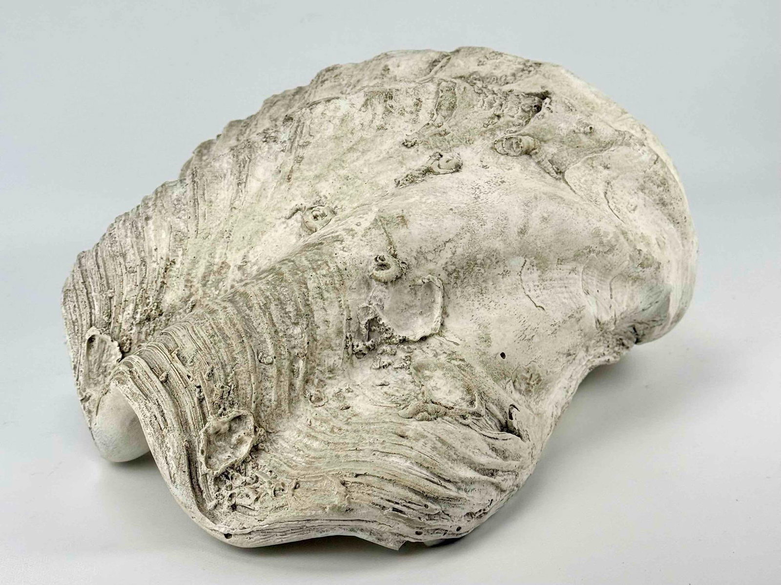 FAUX GIANT CLAMSHELL - 7