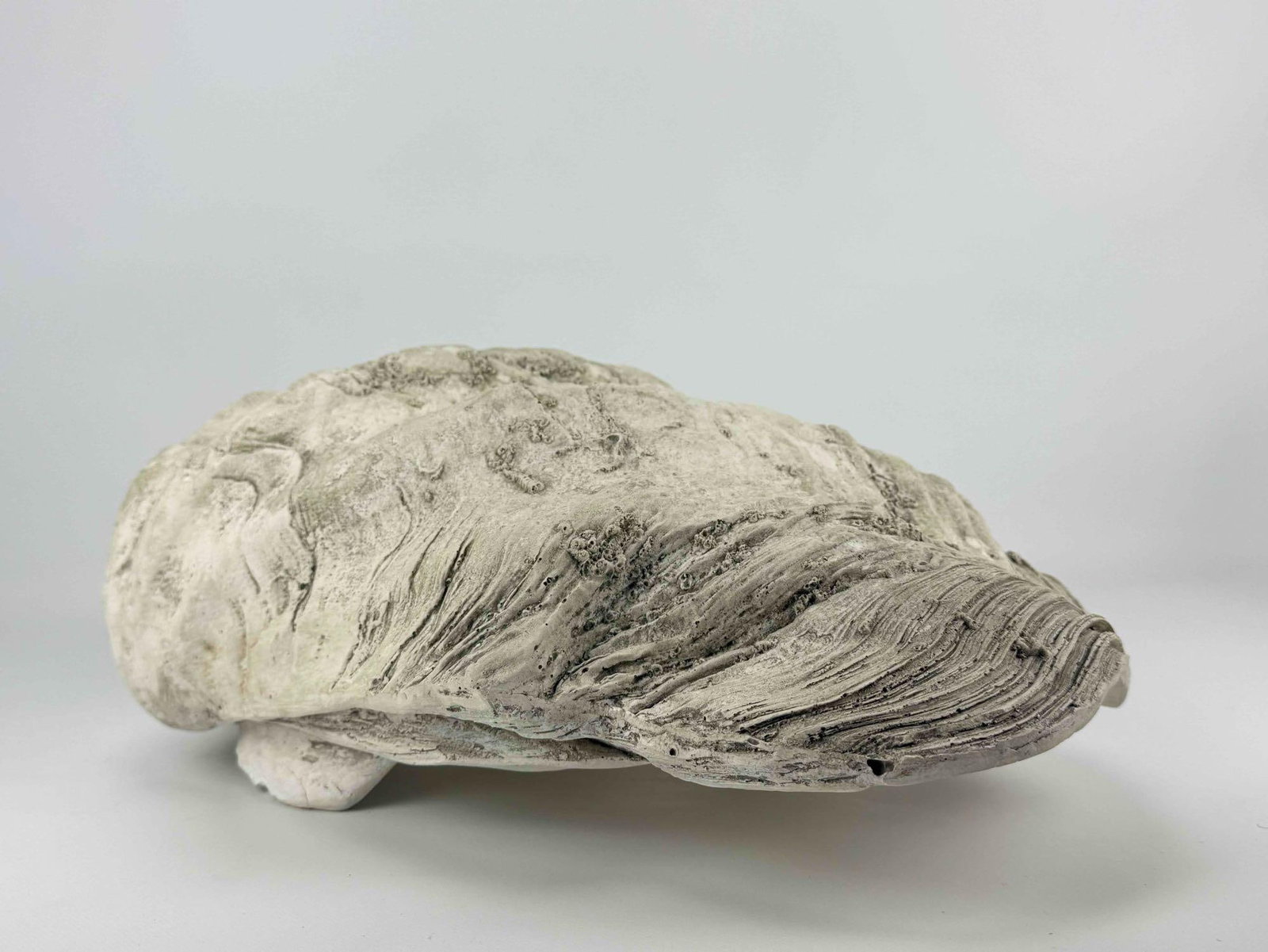 FAUX GIANT CLAMSHELL - 8