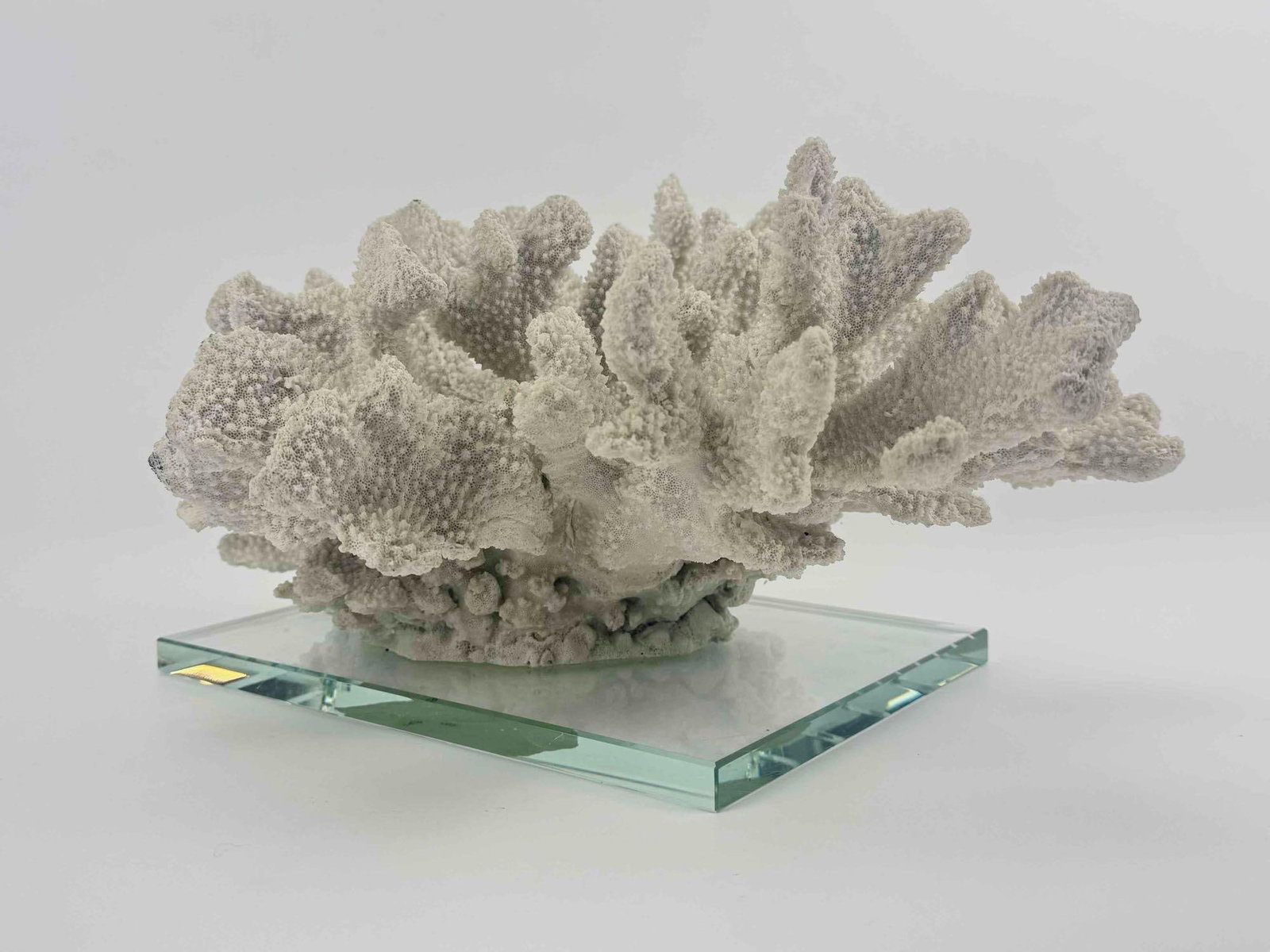 LARGE WHITE CORAL SPECIMEN ON GLASS PLINTH (1 of 18)