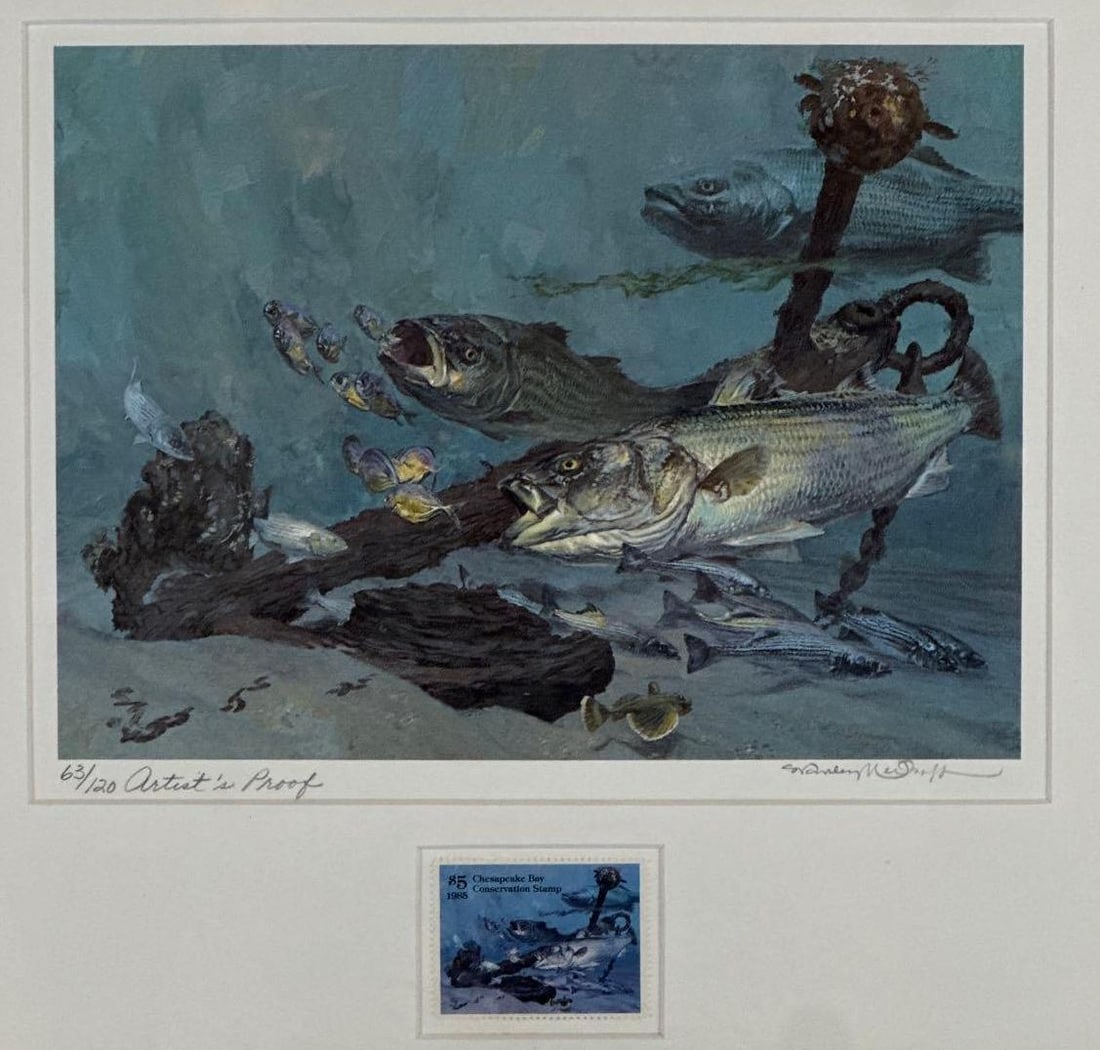 STANLEY MELTZOFF SIGNED "ARTIST'S PROOF" STRIPED BASS PRINT WITH 1985 CHESAPEAKE BAY CONSERVATION ST (1 of 10)