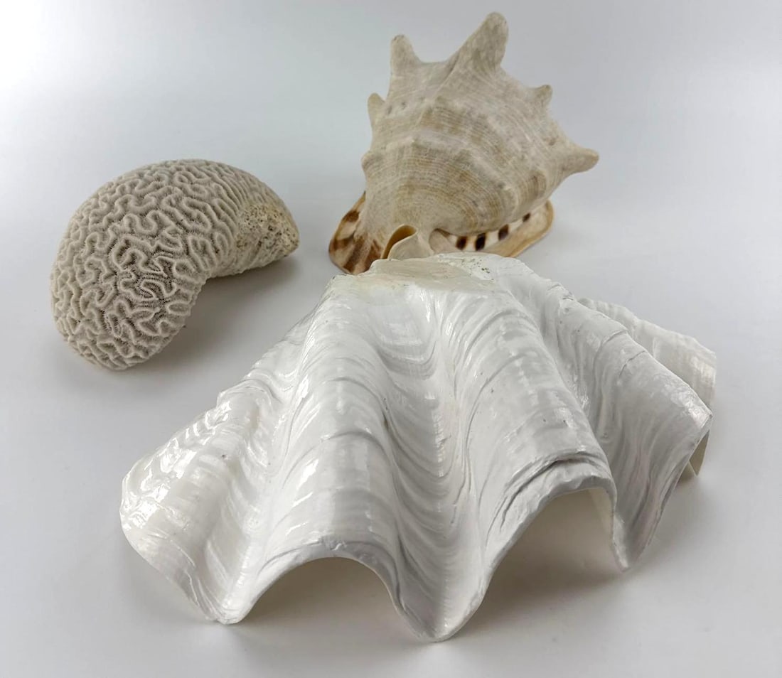 LOT OF 3 NAUTICAL DECORATIVE OBJECTS INCL CAST CERAMIC CLAM SHELL NATURAL CONCH & BRAIN CORAL (1 of 14)