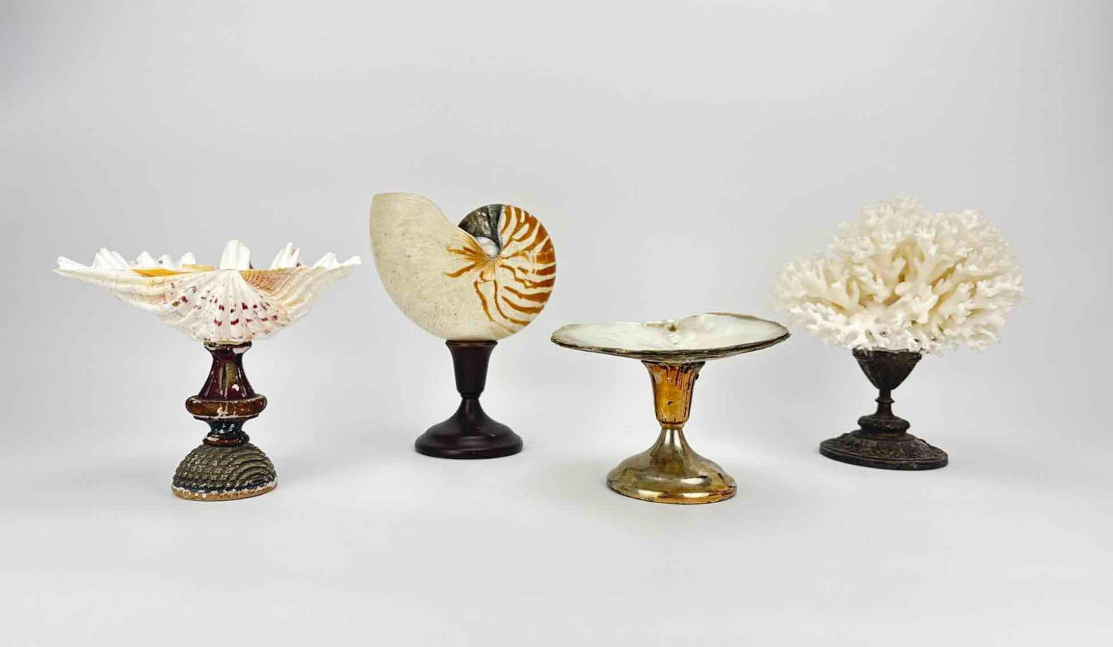 FOUR MOUNTED NAUTILUS SHELL AND CORAL SPECIMENS ON PEDESTALS: Four mounted natural history specimens, a chambered nautilus shell, two clustered shell groups and a white coral branch cluster, each raised on a pedestal base Approximate Dimensions Tallest: 9" H