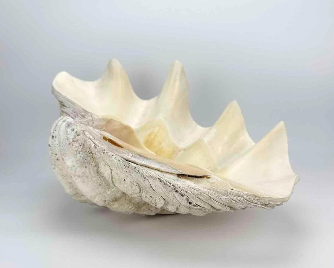 MASSIVE GIANT CLAM SHELL, TRIDACNA, 21 INCH NATURAL SPECIMEN (1 of 20)