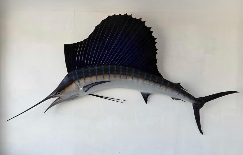 FULL BODY ATLANTIC SAILFISH REPLICA MOUNT, SEVEN FEET, NAUTICAL WALL TROPHY (1 of 15)