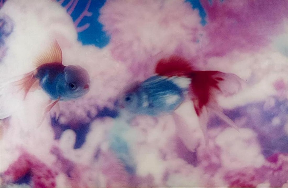 MIKA NINAGAWA LARGE FRAMED GOLDFISH PHOTOGRAPH: large framed color photograph of goldfish in saturated hues Approximate Dimensions: 27” x 40” Artist or Maker: Mika Ninagawa (Japanese, b. 1972); signature/edition not visible in photos - 