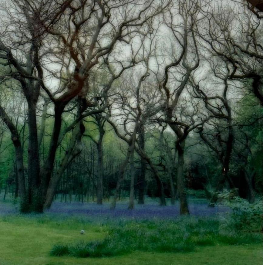 LYNN GEESAMAN PARC DE BAGATELLE PARIS 1995 C PRINT (1 of 2): chromogenic print "Parc de Bagatelle, Paris, France, 1995", edition Approximate Dimensions: 28"x 27” ; frame 38” x 37” Artist or Maker: Lynn Geesaman (American, 1938-2020