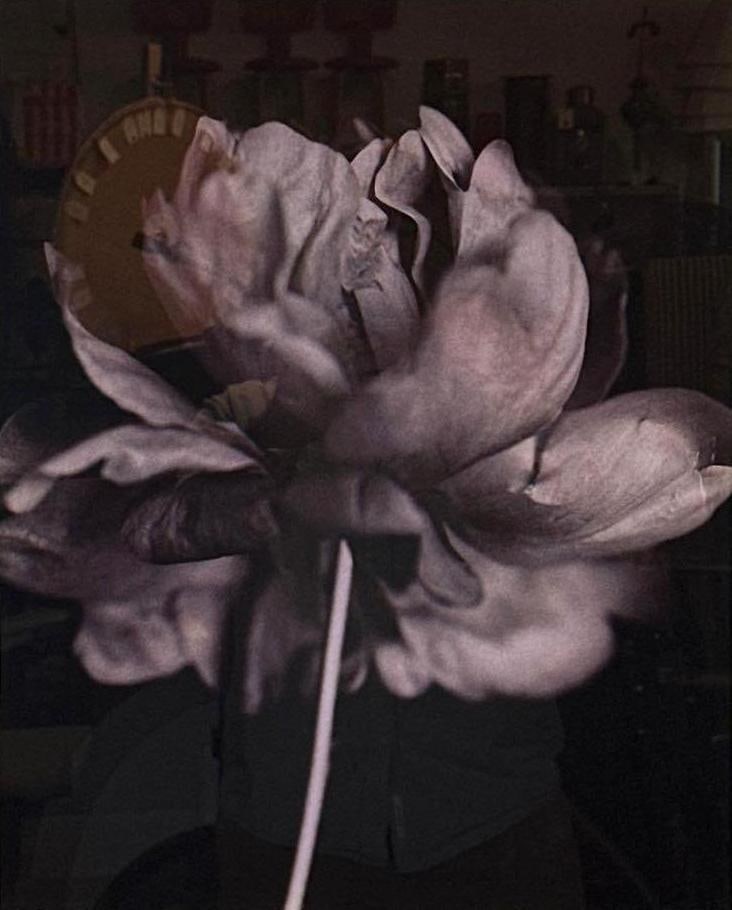 DON FREEMAN FRAMED FLORAL PHOTOGRAPH PEONY (1 of 6)