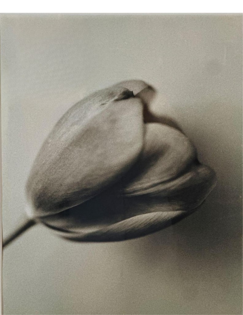 DON FREEMAN FRAMED FLORAL PHOTOGRAPH TULIP (1 of 8)