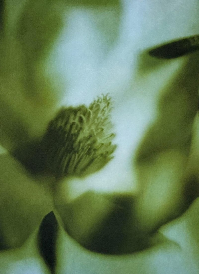 DON FREEMAN FRAMED FLORAL PHOTOGRAPH MAGNOLIA (1 of 6)