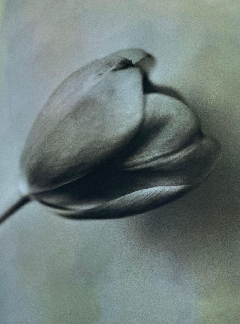DON FREEMAN FRAMED FLORAL PHOTOGRAPH BLUE TULIP (1 of 6)