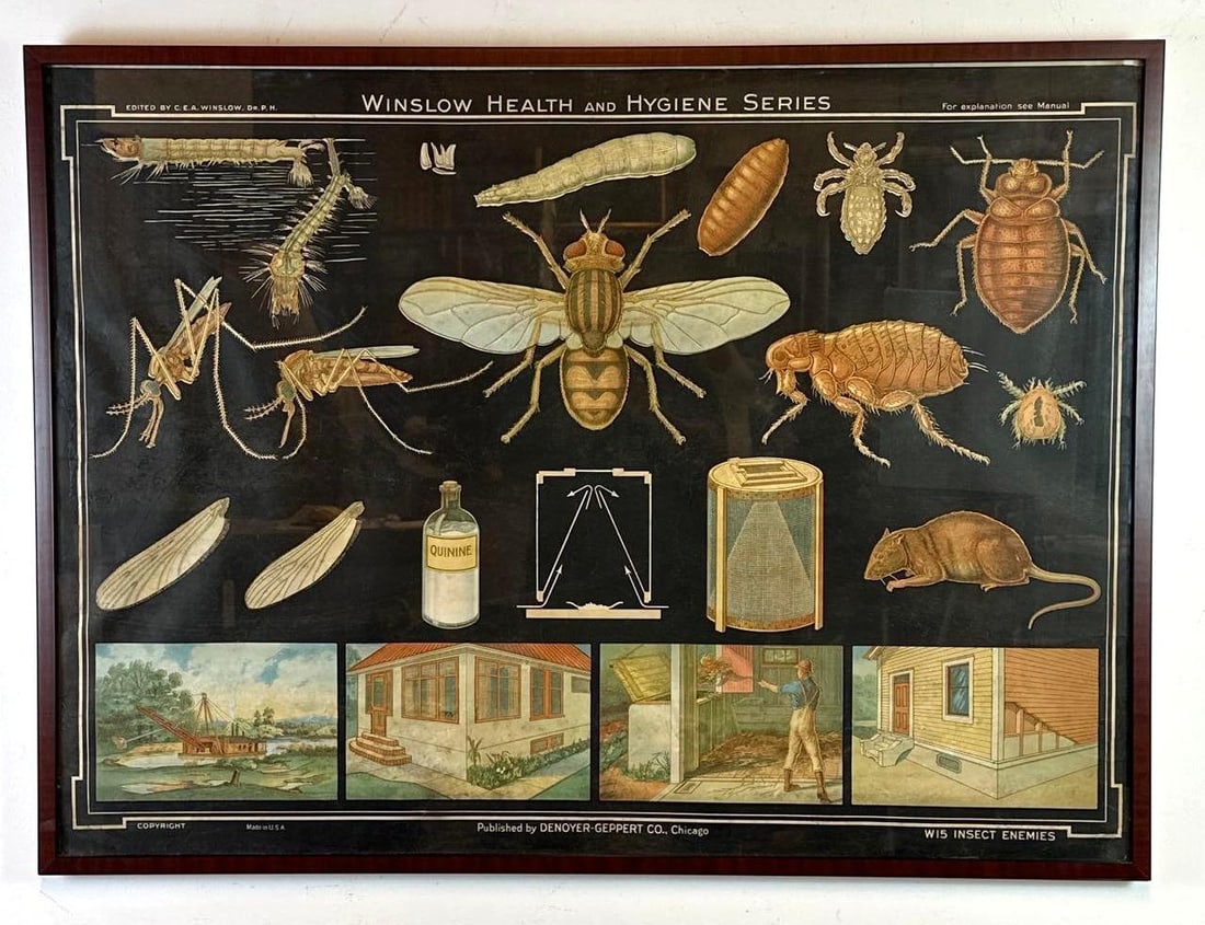 VINTAGE WINSLOW HEALTH AND HYGIENE SERIES INSECT WALL CHART BY DENOYER-GEPPERT: Large educational wall chart from the Winslow Health and Hygiene Series, chromolithographed on a black ground with mosquitoes, house fly, flea, bed bug and body louse in their life stages above sanita