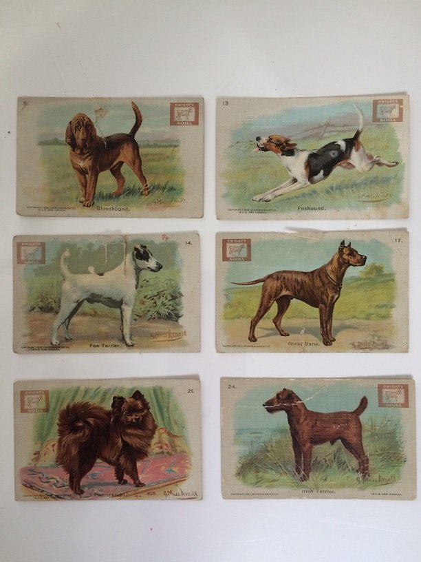COLLECTION OF DWIGHTS SODA TRADING CARDS 1902: COLLECTION OF 6 DWIGHTS SODA TRADING CARDS FROM 1902 CHAMPION DOG SERIES THE numbers are as follow #5/#13/#14/#17#21/#24 they are all in fair to good condition for there age all have ware , we offer i