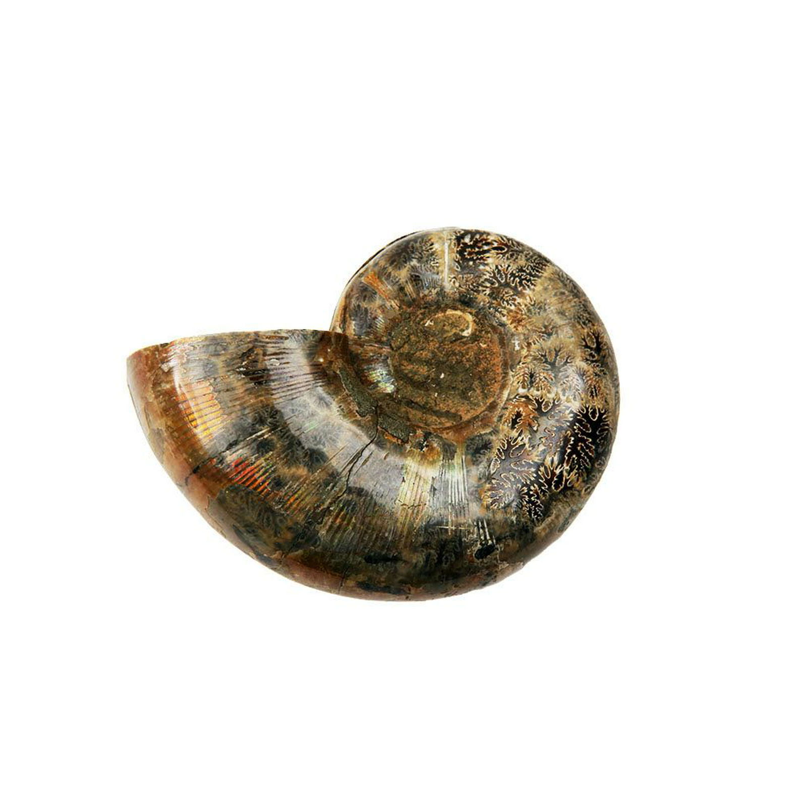 Ammonite Shell Fossil Sculpture. (1 of 2)
