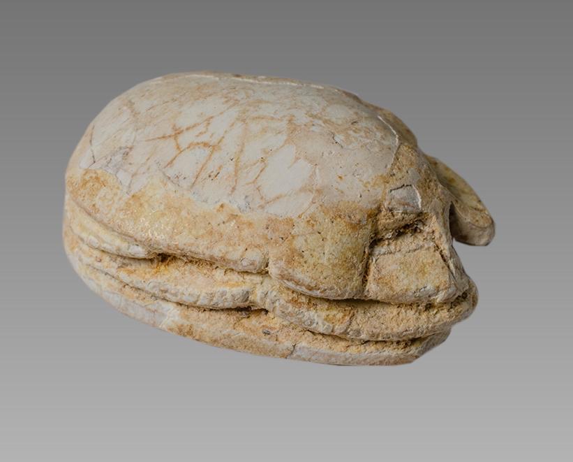 Ancient Egyptian Steatite stone Scarab Hyksos period: Ancient Egyptian Steatite stone Scarab Hyksos period c.1782-1550 BCE. Size 17 x 12 mm. Glazed steatite scarab with stealized beatle back and bezel with pattern. Provenance: Ex Secret Eyes Gallery New 