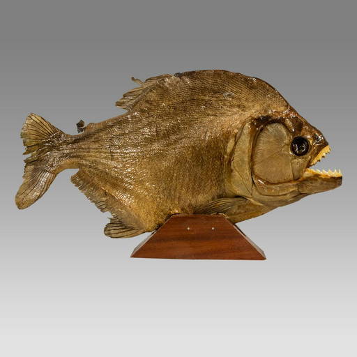 Large Taxidermy Piranha. (#0196) on Feb 05, 2023 | Palmyra Heritage