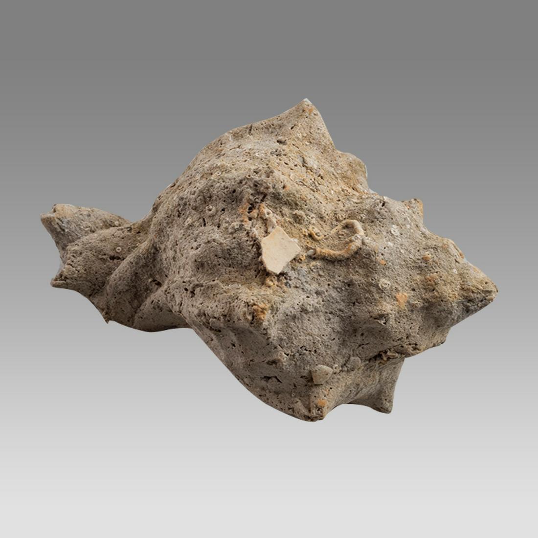 Very rare Murex Shell (1 of 1)