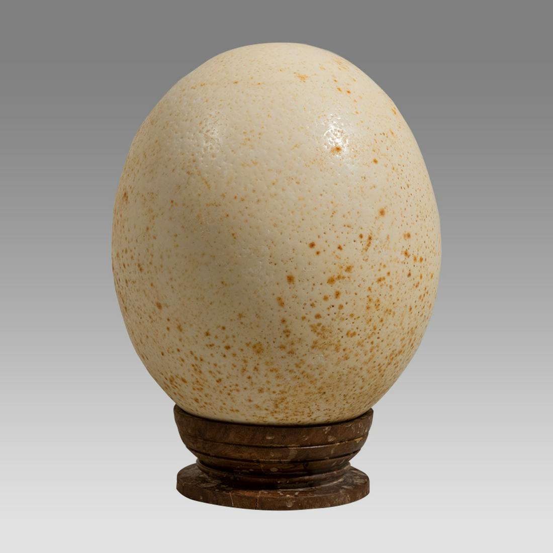 Ancient Holy land Early Bronze Age Ostrich Egg Vessel, circa 2700-2100 BC. (1 of 3)