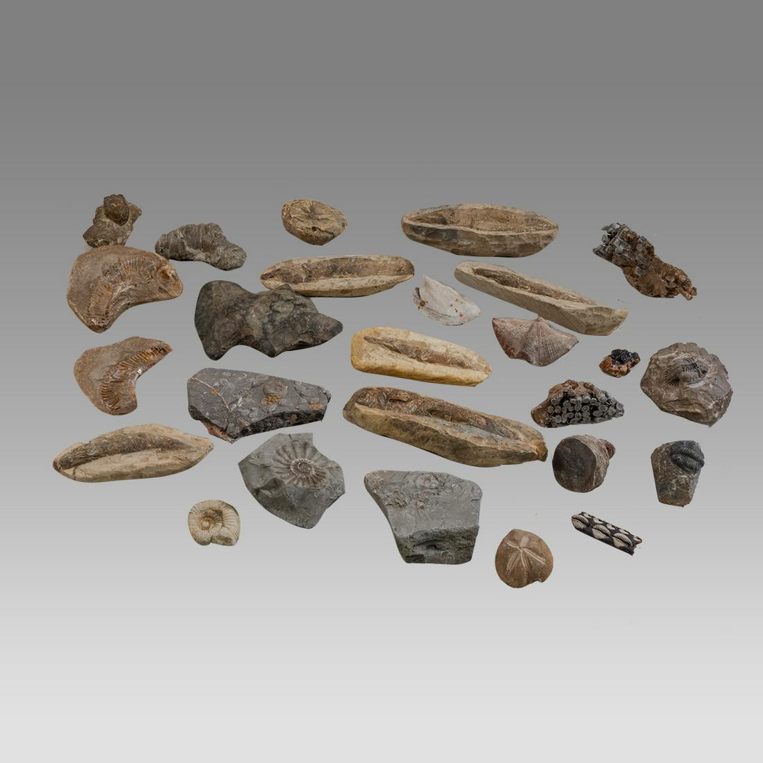 Lot of 32+ Shell Ammonite, Morocco Al Nif Colpocoryphe Fosils. (1 of 1)