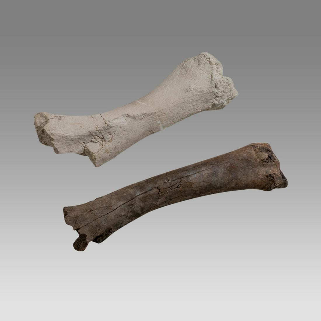 Lot of 2 South Carolina, South Dakota Badlands Oligocene Bone Fosils.: Lot of 2 South Carolina, South Dakota Badlands Oligocene Bone Fosils. Size 13 1/4 - 12 1/2 inches wide. Large Bone Fosils 40 Million Years. Provenance: Ex Dr Arnold R.Saslow South Orange NJ