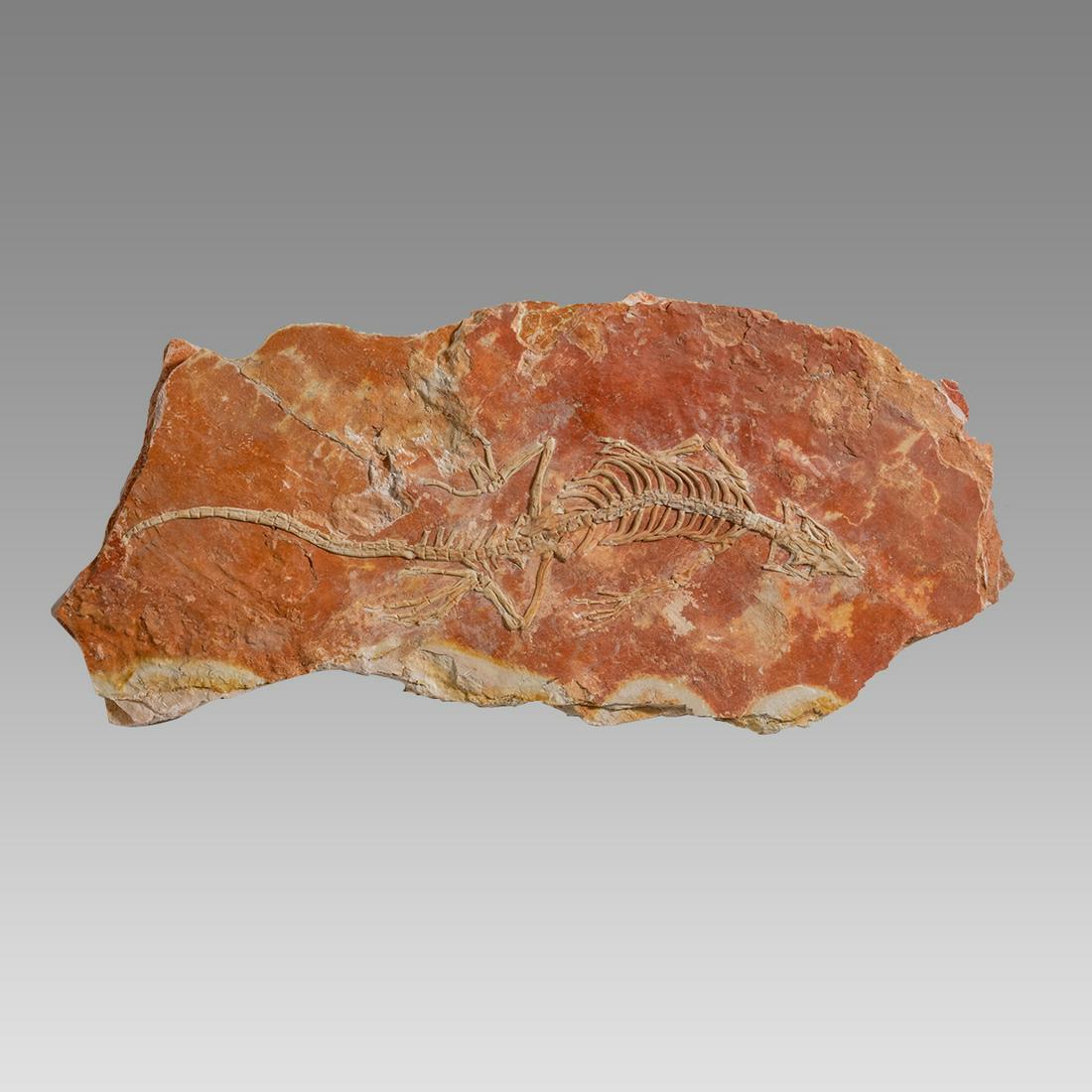 A fossil with Dinosaur fragment.: A fossil with Dinosaur fragment. Size 14 1/4 x 6 inches. Long Island Collection.