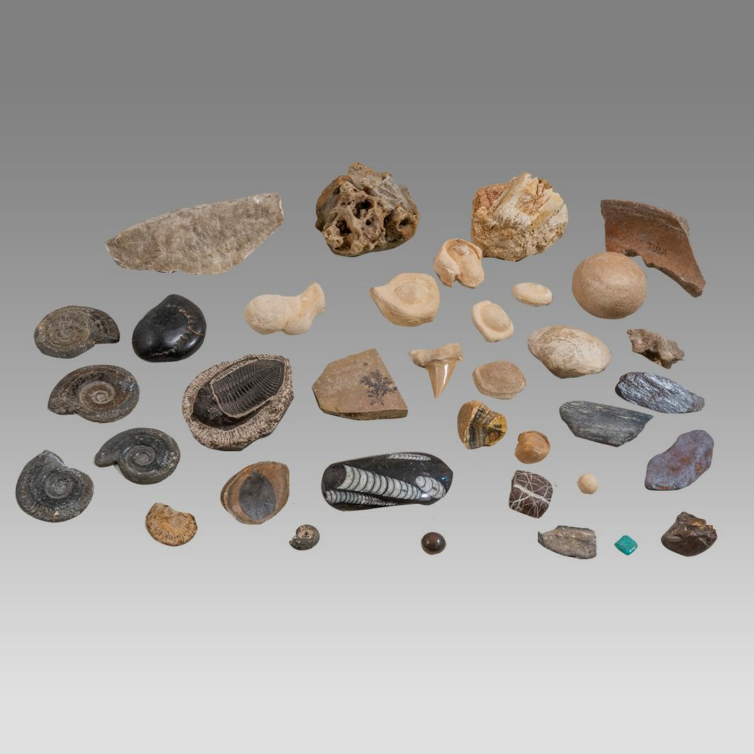 Lot of 34 Fossils, Concretions and Stone Fragments.: Lot of 34 Fossils, Concretions and Stone Fragments. Size 0 3/8 - 6 1/4 inches the largest.