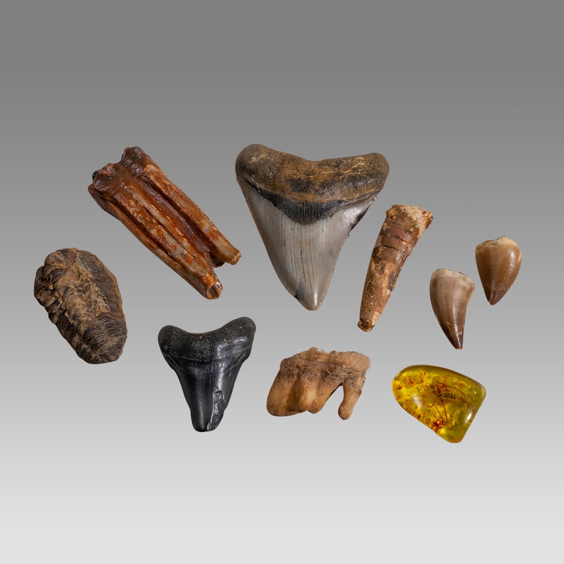 Collection of 10 Prehistoric & Ancient Fossils: 2 Megaladon Teeth, 2 Mosasaurus Teeth, Spinosaurus: Collection of 10 Prehistoric & Ancient Fossils: 2 Megaladon Teeth, 2 Mosasaurus Teeth, Spinosaurus Tooth, Nautiloid, Natural Burmite Amber w/ Fossilized Scorpion, Ancient Bison Tooth & Ancient Moose T