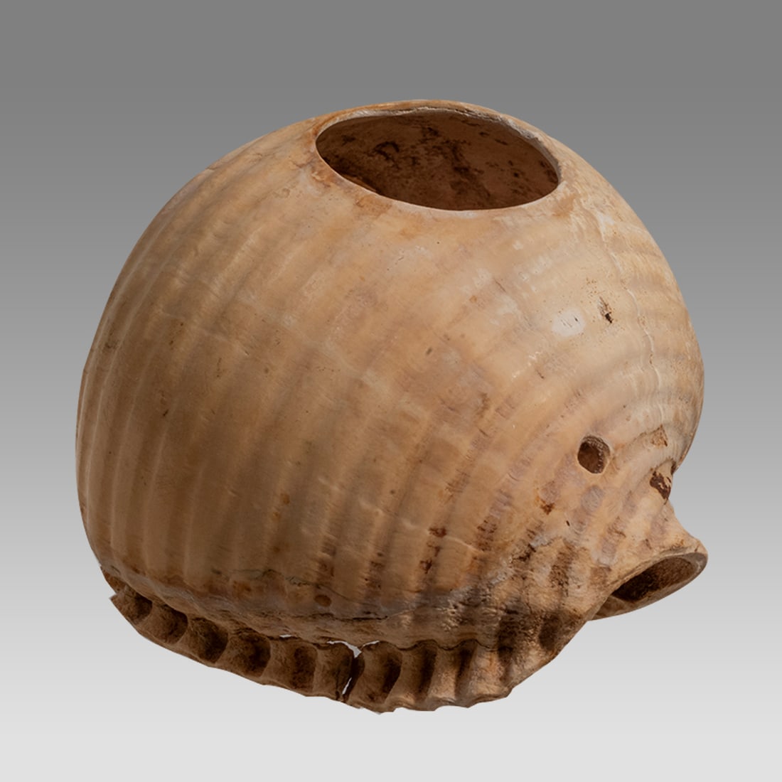 Ancient Near Eastern Shell c.1000-600 BC.: Ancient Near Eastern Shell c.1000-600 BC. Size 2 3/4 inches length. Large Shell with holes around edges, probably used with jewelry. Provenance: NYC. collection; Ex. Edward H. Merrin Gallery, Inc., NY