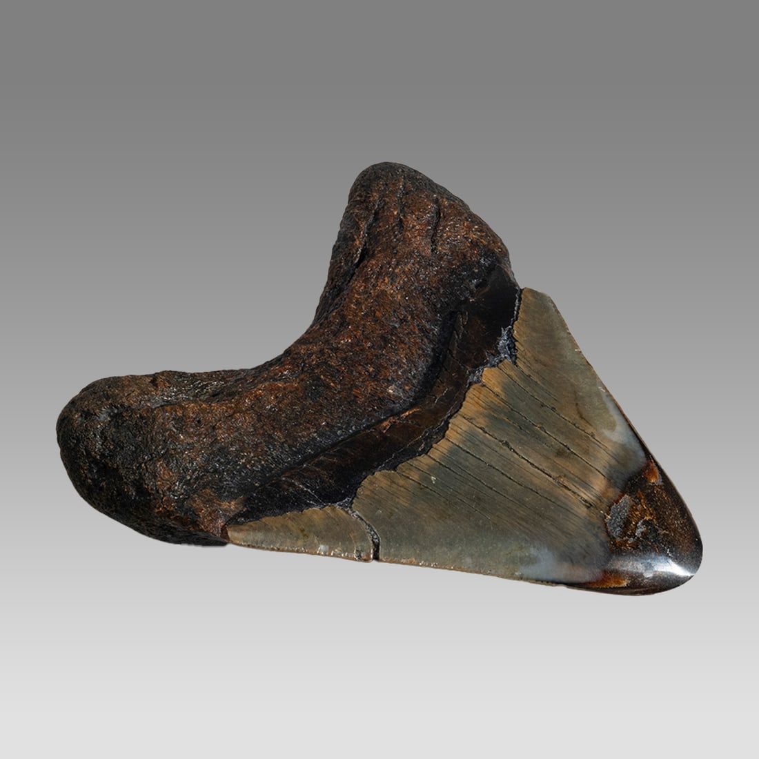 Megaladon (Carcharocles) Fossil Tooth. Excavated in North Carolina.: Megaladon (Carcharocles) Fossil Tooth. Excavated in North Carolina. Size 3 1/2 x 3 1/2 inches. This mega-shark lived approx. 15.9 to 2.6 million years ago. The Megalodon ("Big Tooth") shark was a fear