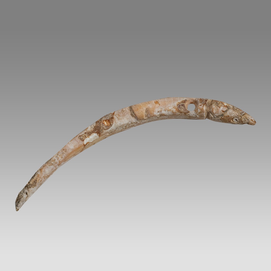 Colima Carved Shell Crocodile, Mexico Classic Maya c.400-800 AD. (1 of 2)