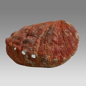 Fossil Large Shell with iridescence.