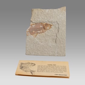 Fossil Fish Fragment.