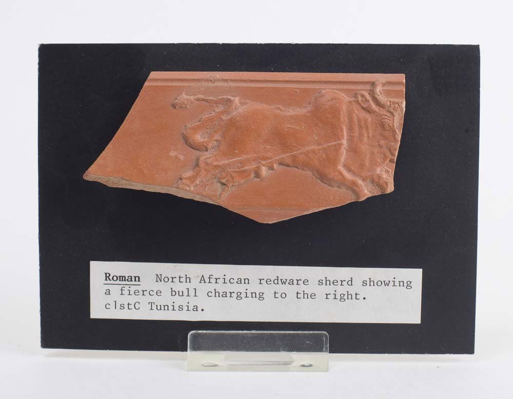 Ancient Roman North African Redware Shared with Bull: Ancient Roman North African Redware Shared with Bull c.1st-2nd century AD. Size of the fragment 3 1/2 inches long x 1 3/4 inches high. Beautiful Terracotta fragment of a fierce bull charging to the ri