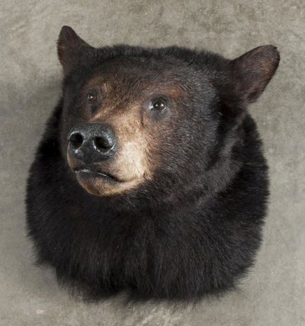 Taxidermy Black Bear Head Mount 20th C May 01 2017 Pook Pook Inc In Pa