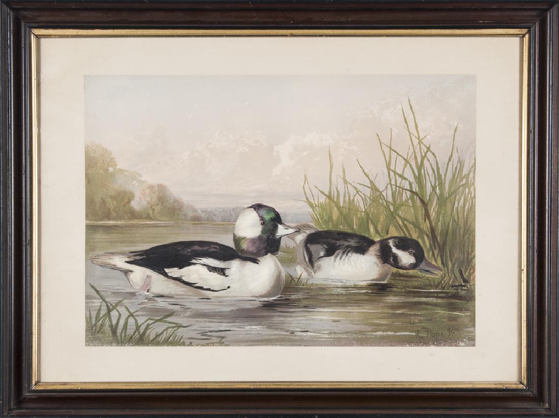 Five chromolithographs of ducks and quail, after (1 of 5)