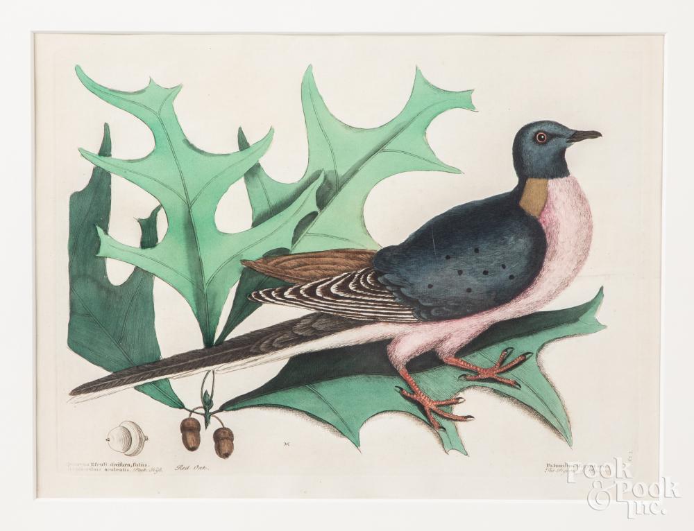 Mark Catesby colored engraving: Mark Catesby colored engraving, The Pigeon of Passage 1731, 10 1/8" x 13 7/8".