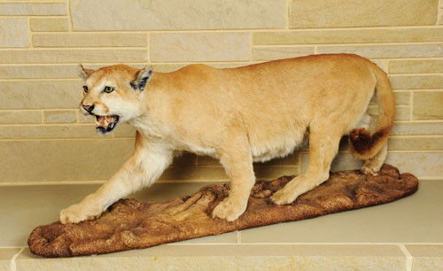 Life size cougar mount.: Life size cougar mount.
