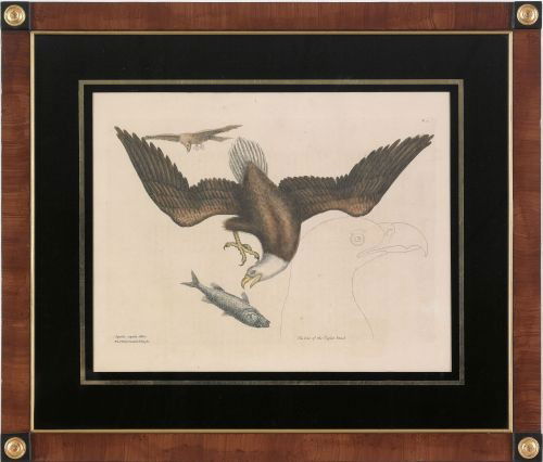 Mark Catesby (British 1683-1749), hand colored: Mark Catesby (British 1683-1749), hand colored etching of The Whiteheaded Eagle accompanied by text page, plate - 10 1/4'' x 14 3/4''. Provenance: Arader Galleries.