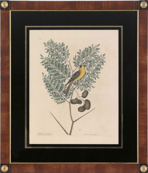 Mark Catesby (British 1683-1749), colored engra: Mark Catesby (British 1683-1749), colored engraving of an American Goldfinch, plate - 13 3/4'' x 10 1/4''. Provenance: Arader Galleries.