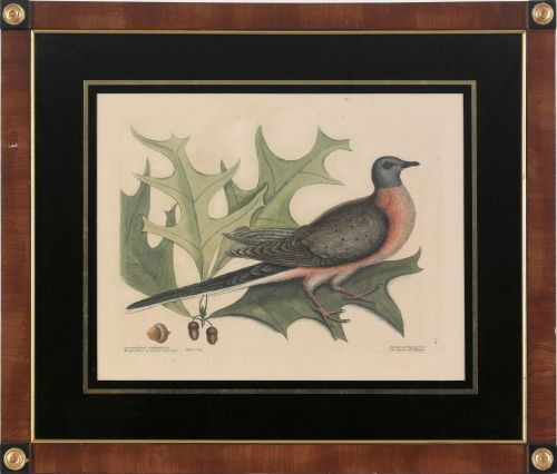 Mark Catesby (British 1683-1749), colored engra: Mark Catesby (British 1683-1749), colored engraving Pigeon of Passage, plate - 10 1/4'' x 14''. Provenance: Arader Galleries.