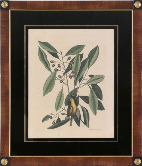 Mark Catesby (British 1683-1749), colored engra: Mark Catesby (British 1683-1749), colored engraving titled Parus Luteus, plate - 13 3/4'' x 10 1/4''. Provenance: Arader Galleries.