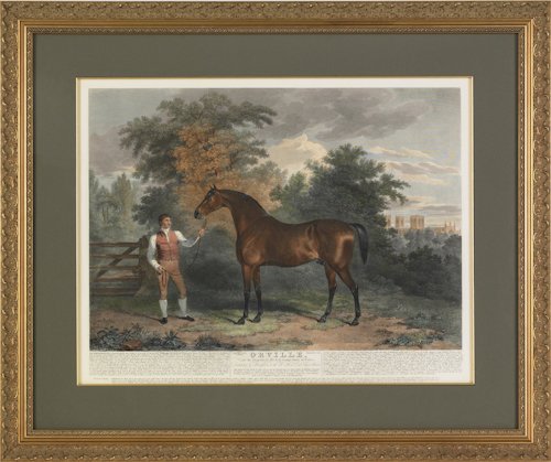 Colored engraving of a horse titled Orville, 19: Colored engraving of a horse titled Orville, 19th c., engraved by J. Scott, 19 1/2'' x 25''.