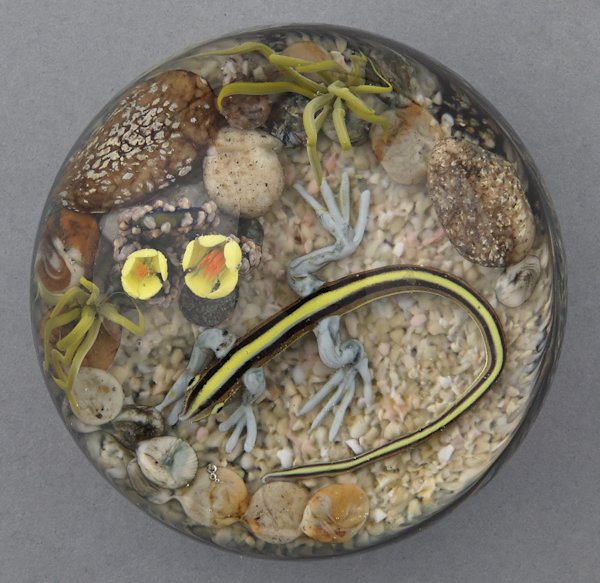 Cathy Richardson lizard in the desert paperweight: Cathy Richardson lizard in the desert paperweight, signed and inscribed 2008 EXP #5, 3'' dia.
