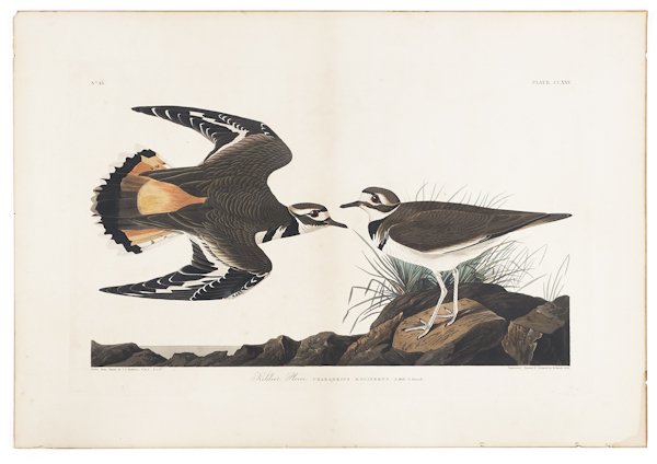 John James Audubon (American 1785-1851), color: John James Audubon (American 1785-1851), color engraving by Havell of the Kildeer Plover, 12 3/8'' x 19 1/2''.