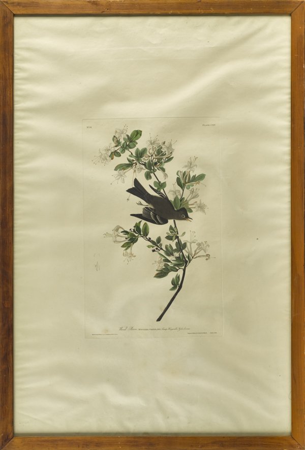 John James Audubon (American 1785-1851), Wood P: John James Audubon (American 1785-1851), Wood Pewee Plate CXV, hand colored engraving with aquatint by R. Havell, sheet - 38 3/4'' x 26'', image - 19 1/2'' x 12 1/4''.