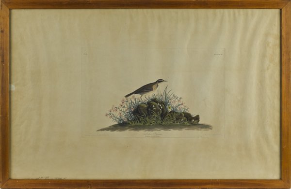 John James Audubon (American 1785-1851), Anthus: John James Audubon (American 1785-1851), Anthus Hypogaeus Plate 80, hand colored engraving with aquatint by R. Havell, sheet - 24 1/2'' x 38'', image - 12 1/4'' x 19 1/2''.