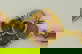 item-207699891=2