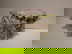 item-210348635=1