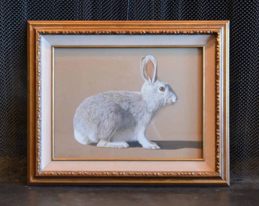 DAVID BOLES (1947-) EXQUISITE DRAWING DESERT COTTONTAIL RABBIT - FRAMED (1 of 2)