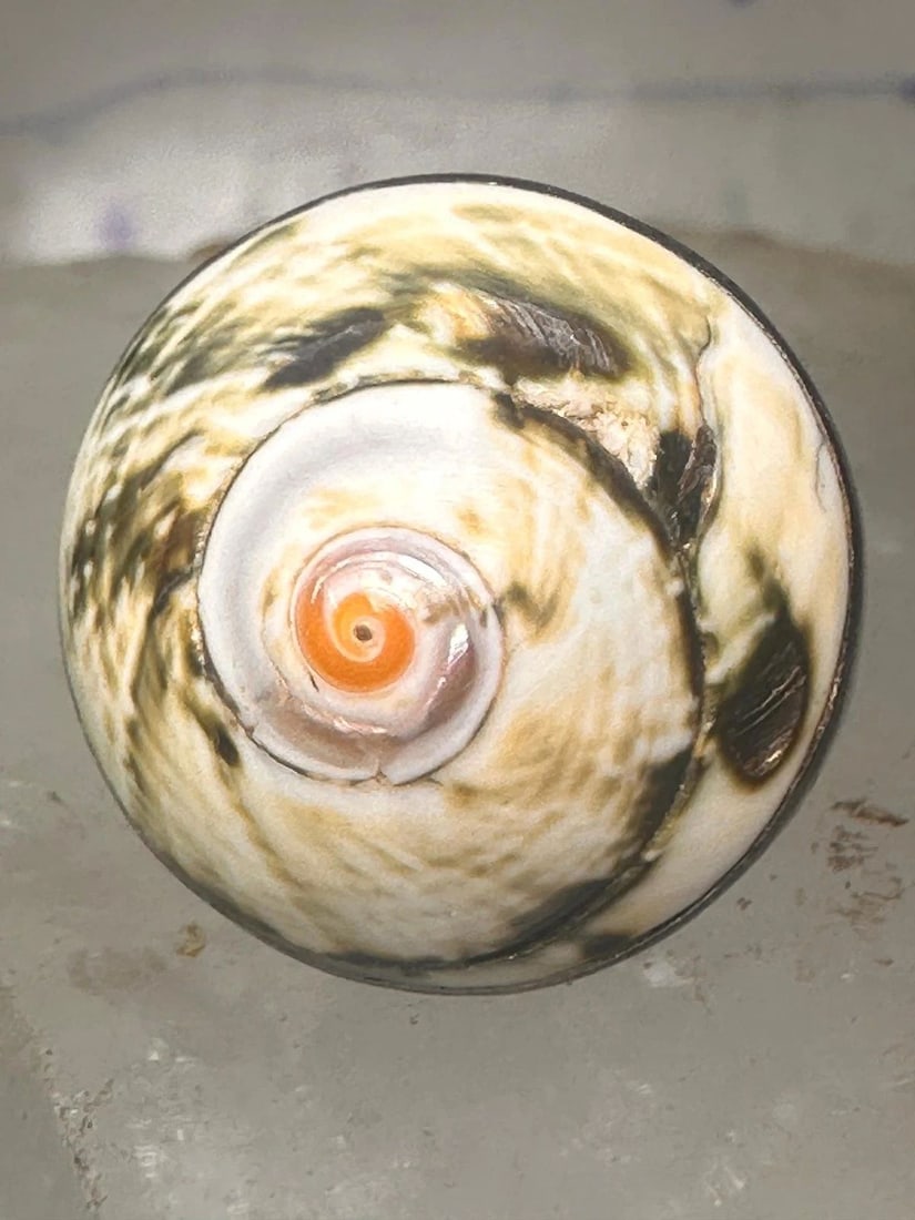 VINTAGE SHELL RING SNAIL BAND SIZE 5.2 STERLING SILVER WOMEN GIRLS PINKY: VINTAGE SHELL RING SNAIL BAND SIZE 5.2 STERLING SILVER WOMEN GIRLS PINKY Vintage Shell ring snail band size 5.2 sterling silver women girls pinky Size 5.25 Weight 7.7g Length 7/8" Width 7/8" Thinnest 