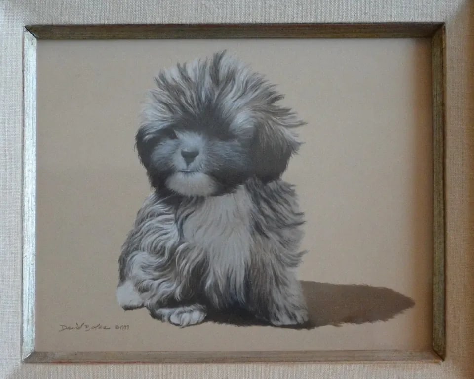 DAVID BOLES (1947-) PASTEL CHALK DRAWING - SWEET SHIH TZU PUPPY DOG - FRAMED (1 of 2)